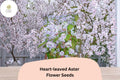 500 Heart-leaved Aster Seeds - Symphyotrichum cordifolium Native Purple Wildflower