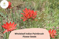 100 Castilleja integra Seeds - Wholeleaf Indian Paintbrush Native Red Wildflower for Meadow & Pollinator Gardens