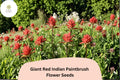 100 Giant Red Indian Paintbrush Seeds – Castilleja miniata Native Wildflower for Meadow & Pollinator Gardens