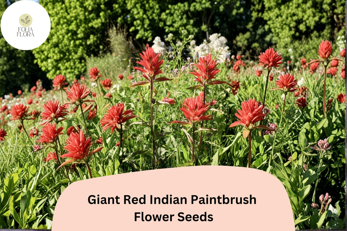 100 Giant Red Indian Paintbrush Seeds – Castilleja miniata Native Wildflower for Meadow & Pollinator Gardens