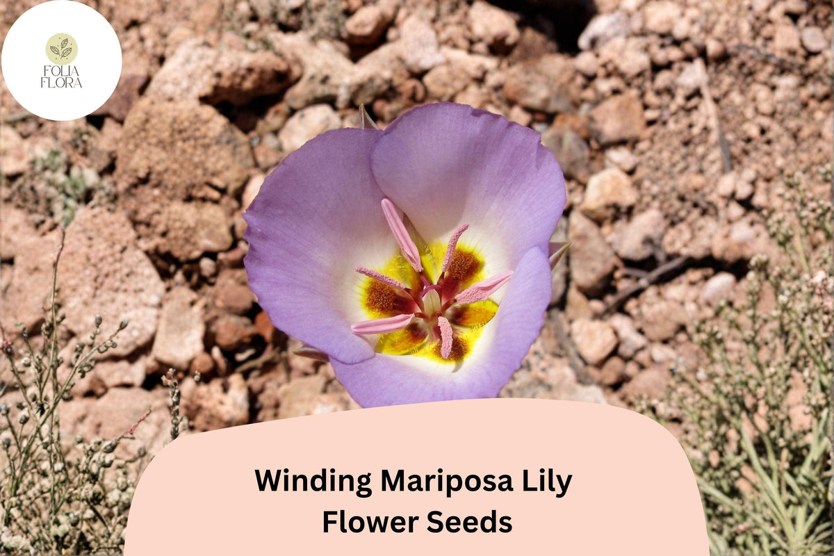 30 Calochortus flexuosus Seeds | Winding Mariposa Lily Pink Native Wildflower