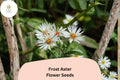 100 Frost Aster Seeds | Symphyotrichum pilosum | White Native Wildflower for Pollinator Gardens