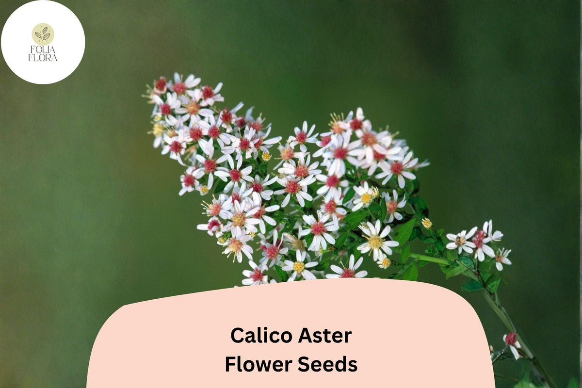 100 Calico Aster Seeds – Symphyotrichum lateriflorum White Native Perennial Wildflower for Pollinator & Meadow Gardens