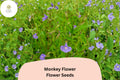 5000 Mimulus ringens Seeds - Allegheny Monkey Flower Purple Native Perennial for Wetland & Pollinator Gardens