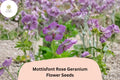 25 Mottisfont Rose Geranium Seeds – Hardy Perennial Scented Geranium