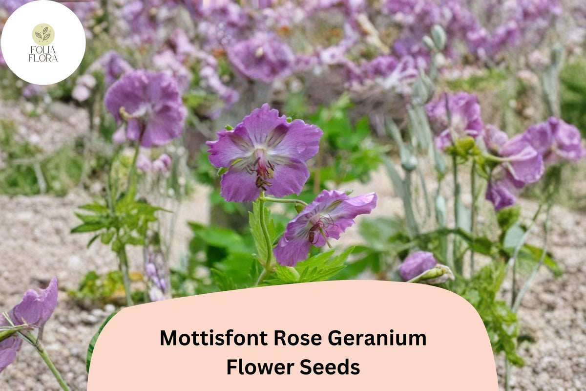 25 Mottisfont Rose Geranium Seeds – Hardy Perennial Scented Geranium