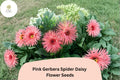 50 Pink Gerbera Spider Daisy Seeds – Exotic Garden Flower