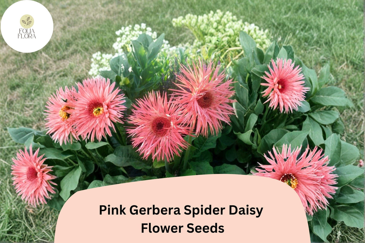50 Pink Gerbera Spider Daisy Seeds – Exotic Garden Flower