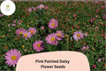 200 Pink Painted Daisy Seeds - Tanacetum coccineum - Bright Perennial Flower