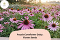 200 Purple Coneflower Seeds - Echinacea Purpurea Perennial Flower Seeds for Planting