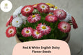 200 Red & White English Daisy Seeds - Bicolor Perennial Flower for Gardens