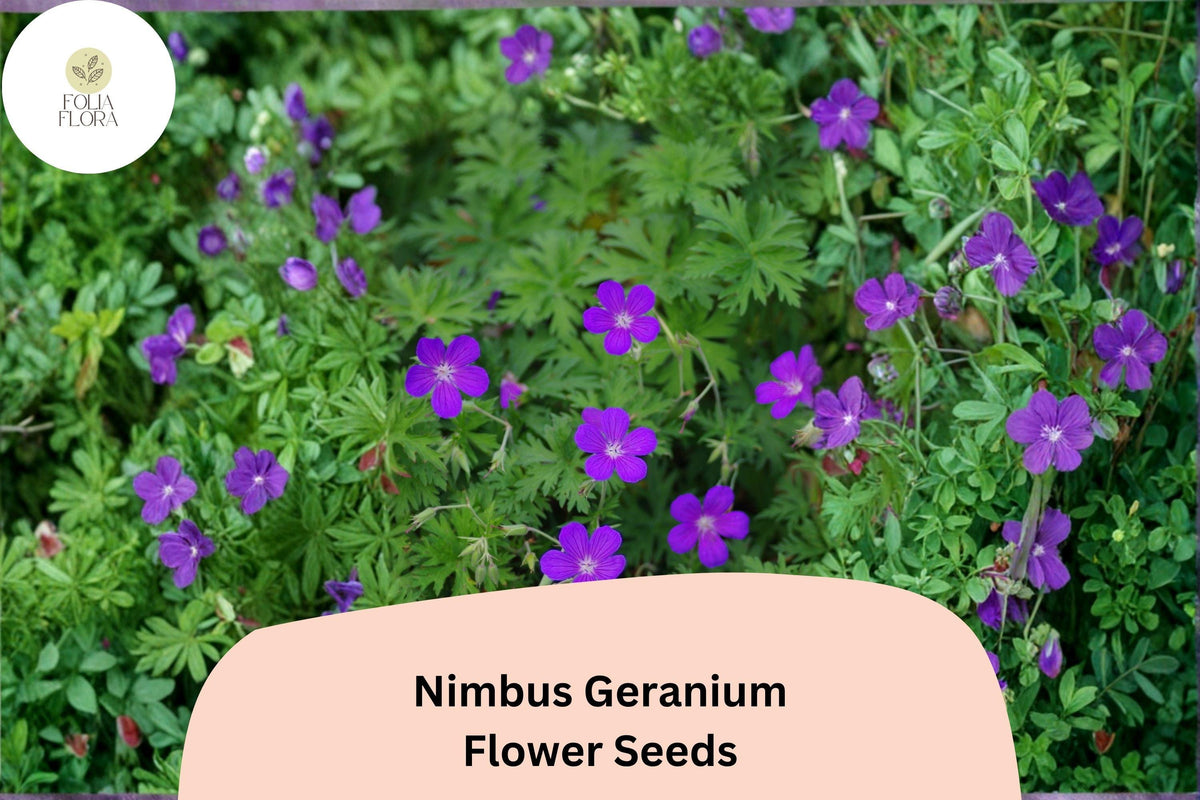 25 Nimbus Geranium Seeds – Hardy Perennial with Soft Purple Blooms for Garden Borders