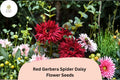 50 Red Spider Gerbera Daisy Seeds | Gerbera jamesonii