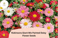 200 Robinsons Giant Mix Painted Daisy Seeds | Tanacetum coccineum | Colorful Garden Flower Mix