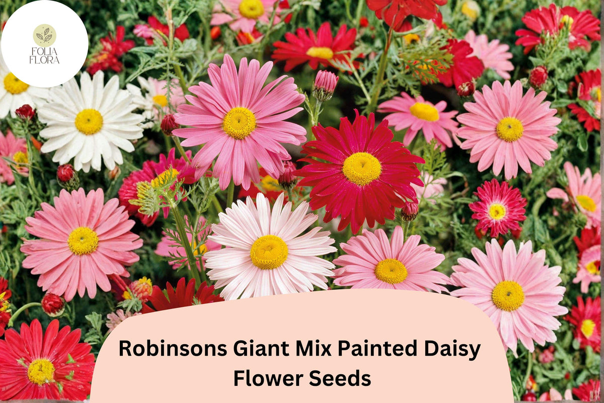 200 Robinsons Giant Mix Painted Daisy Seeds | Tanacetum coccineum | Colorful Garden Flower Mix