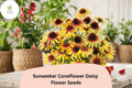 200 Sunseeker Coneflower Seeds - Echinacea Purpurea Yellow Blooms