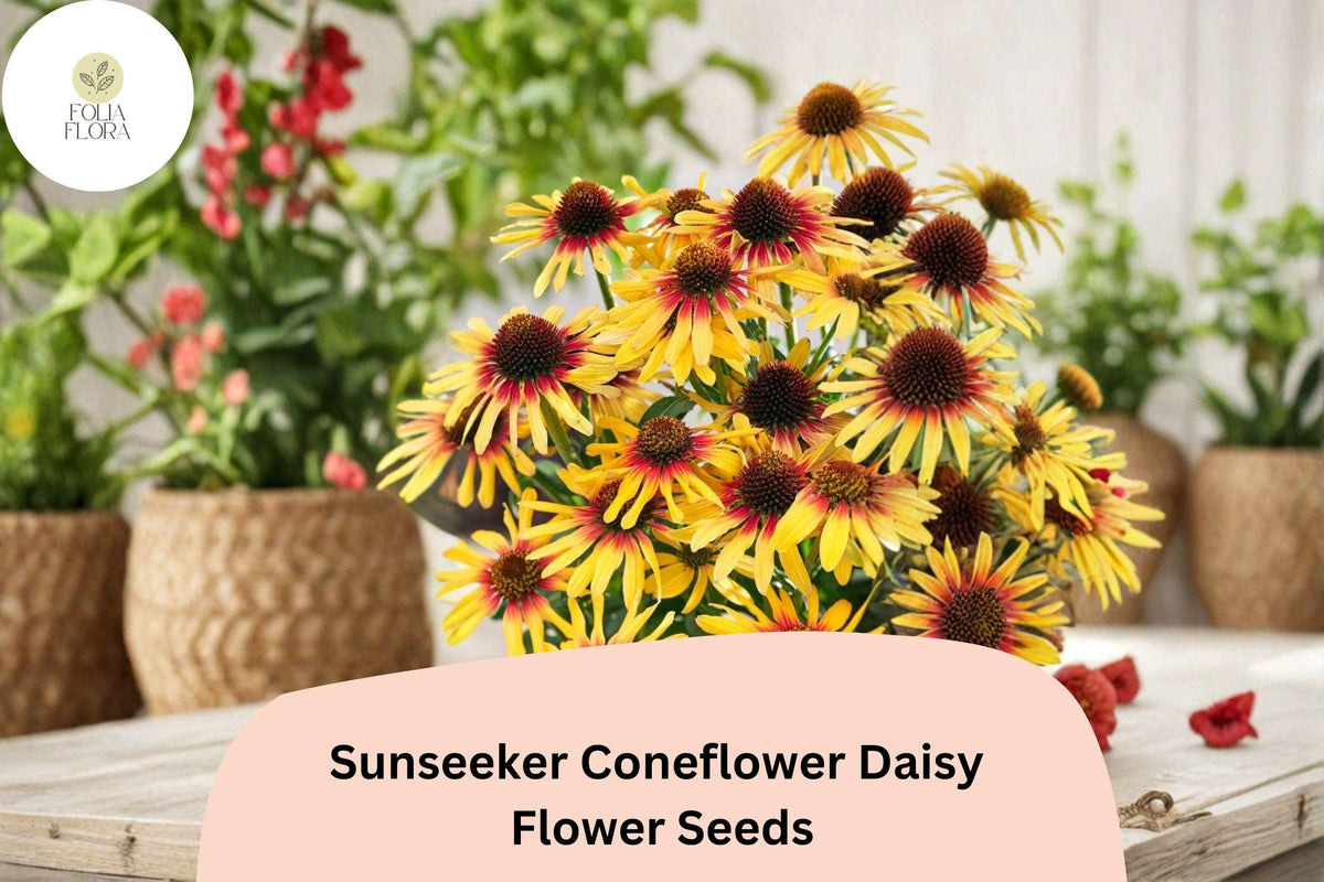 200 Sunseeker Coneflower Seeds - Echinacea Purpurea Yellow Blooms