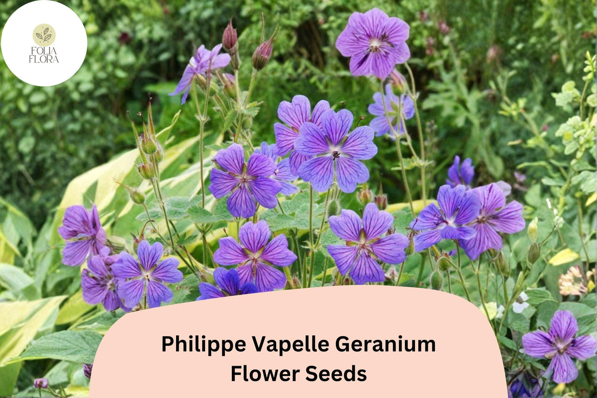 25 Philippe Vapelle Geranium Seeds - Hardy Perennial with Purple-Violet Blooms