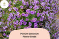 25 Plenum Geranium Seeds – Hardy Perennial with Double Purple Blooms for Cottage Gardens & Borders