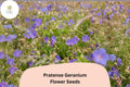 25 Pratense Geranium Seeds – Hardy Perennial with Violet-Purple Blooms for Cottage Gardens & Borders