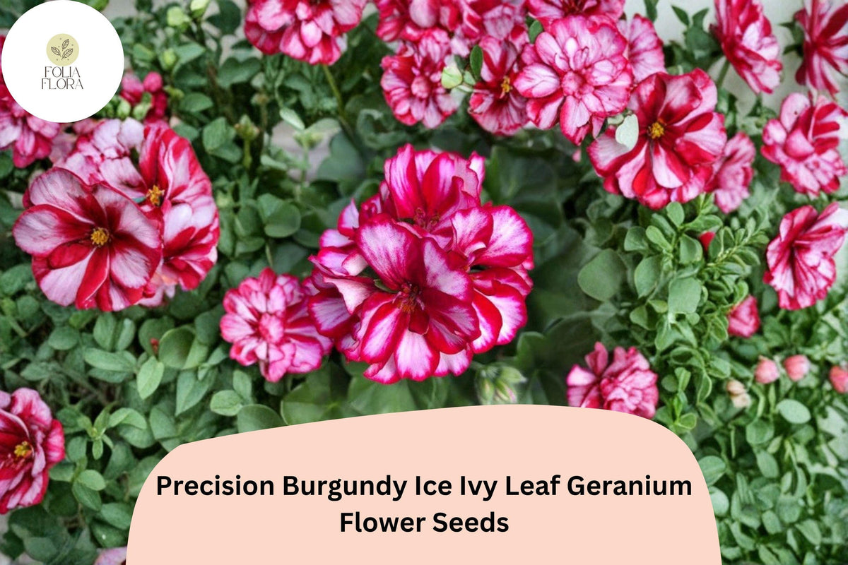 25 Burgundy Ice Geranium Seeds – Trailing Ivy Leaf Geranium with Bicolor Blooms