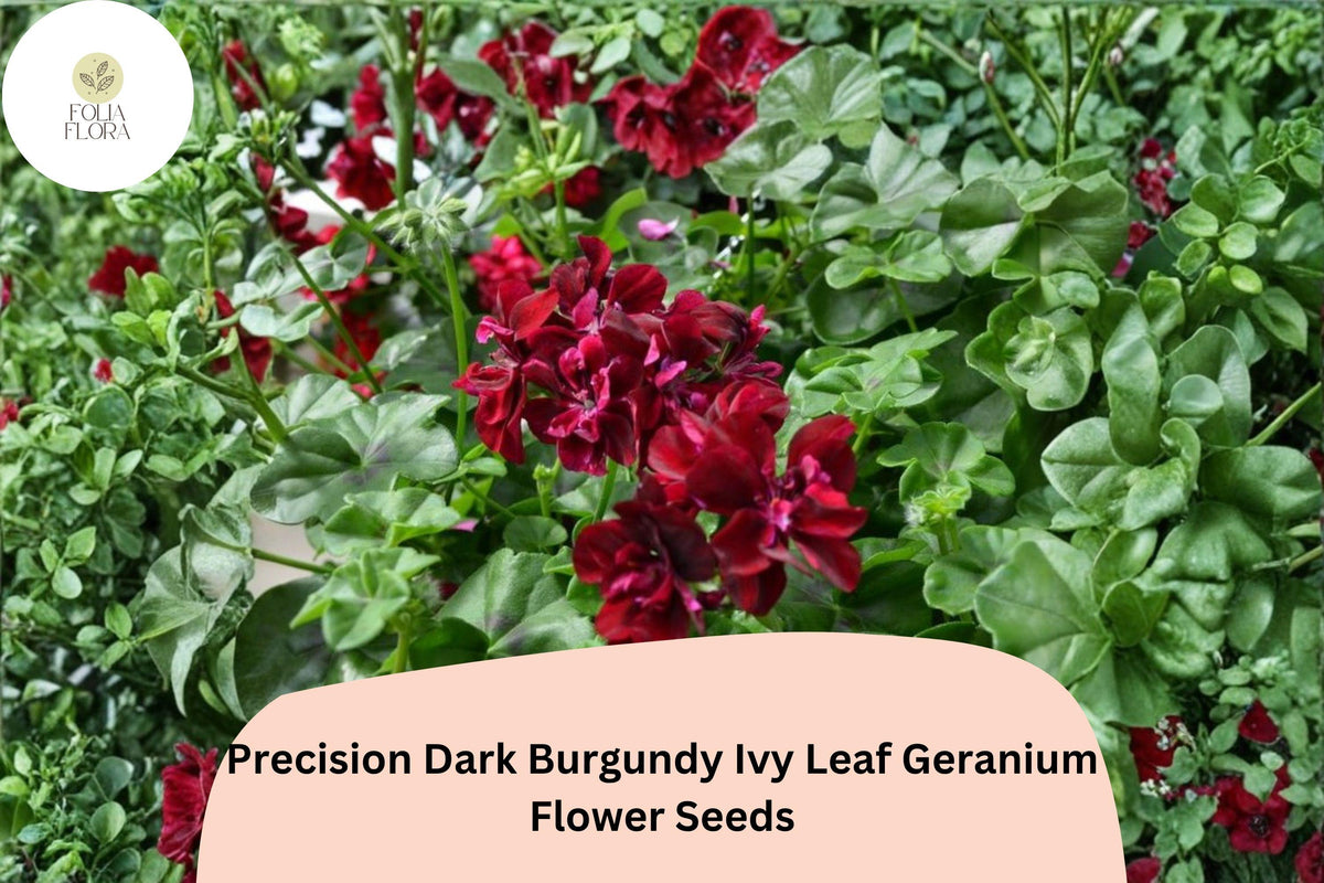 25 Burgundy Ivy Leaf Geranium Seeds – Trailing Geranium for Hanging Baskets