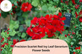 25 Scarlet Red Geranium Seeds - Trailing Ivy Leaf Variety