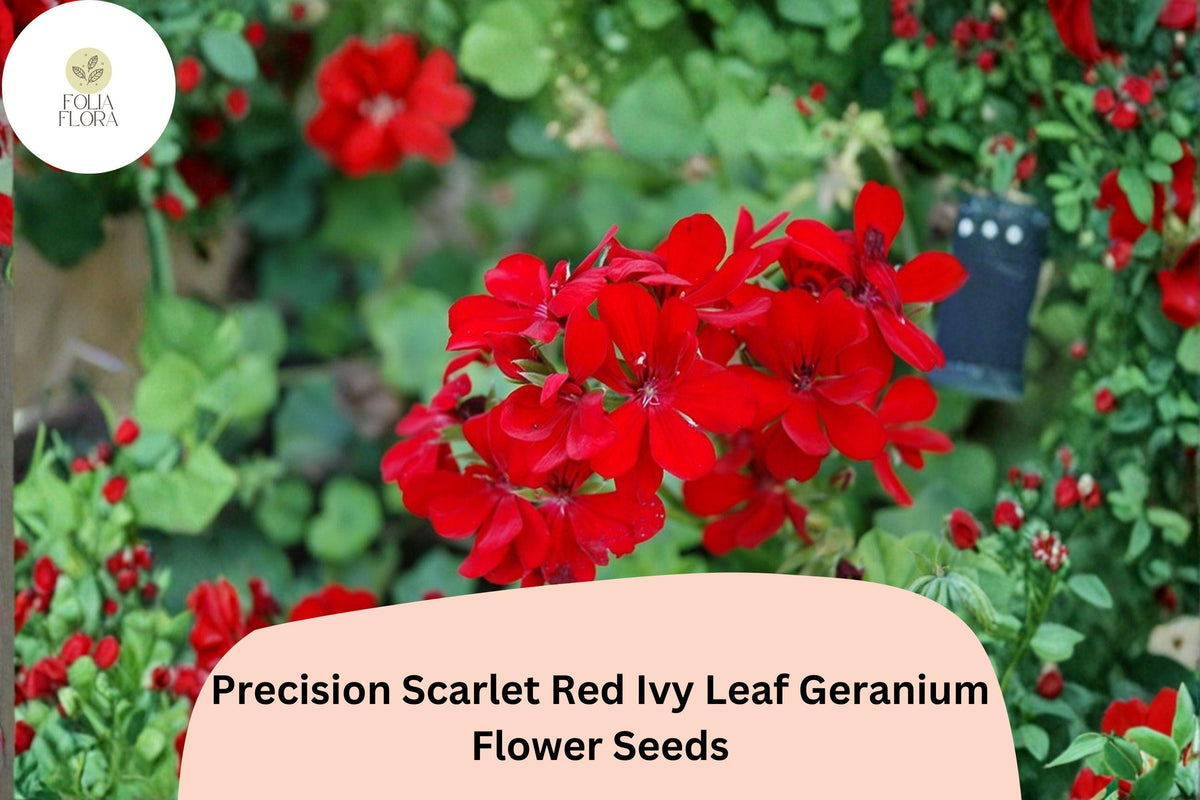25 Scarlet Red Geranium Seeds - Trailing Ivy Leaf Variety