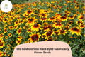 200 Toto Gold Black-Eyed Susan Seeds | Rudbeckia Hirta Golden Blooms