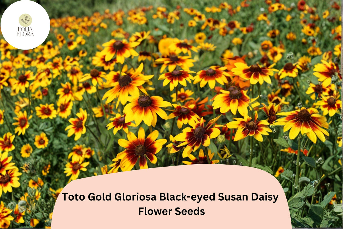 200 Toto Gold Black-Eyed Susan Seeds | Rudbeckia Hirta Golden Blooms