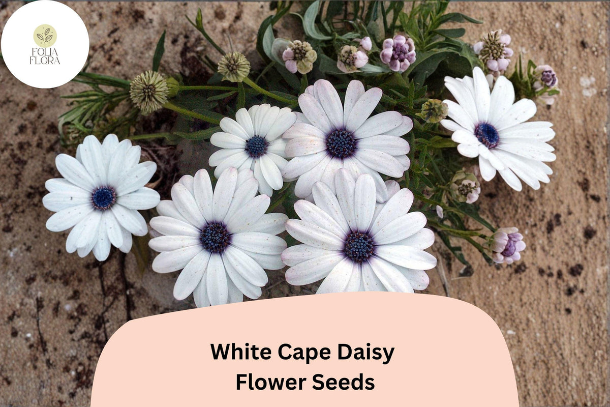 200 White Cape Daisy Seeds - Osteospermum ecklonis Elegant Blooms