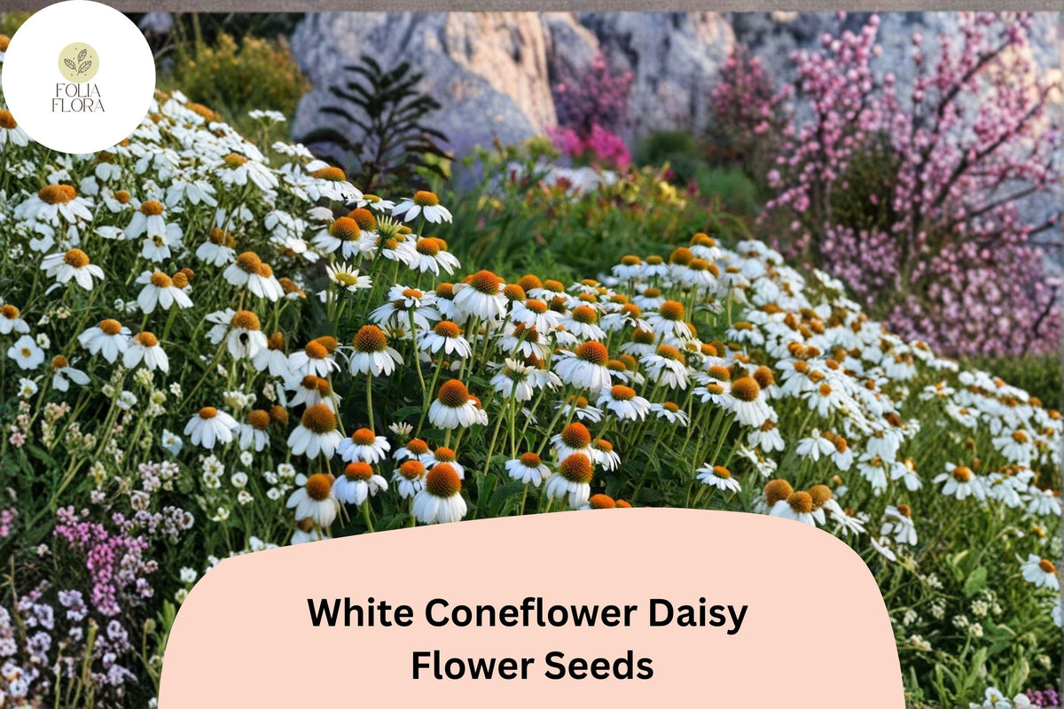 200 White Coneflower Daisy Seeds - Echinacea purpurea 'White Swan' - Hardy Perennial