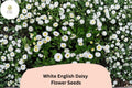 200 White English Daisy Seeds – Bellis perennis – Charming White Blooms – Easy-Grow Perennial