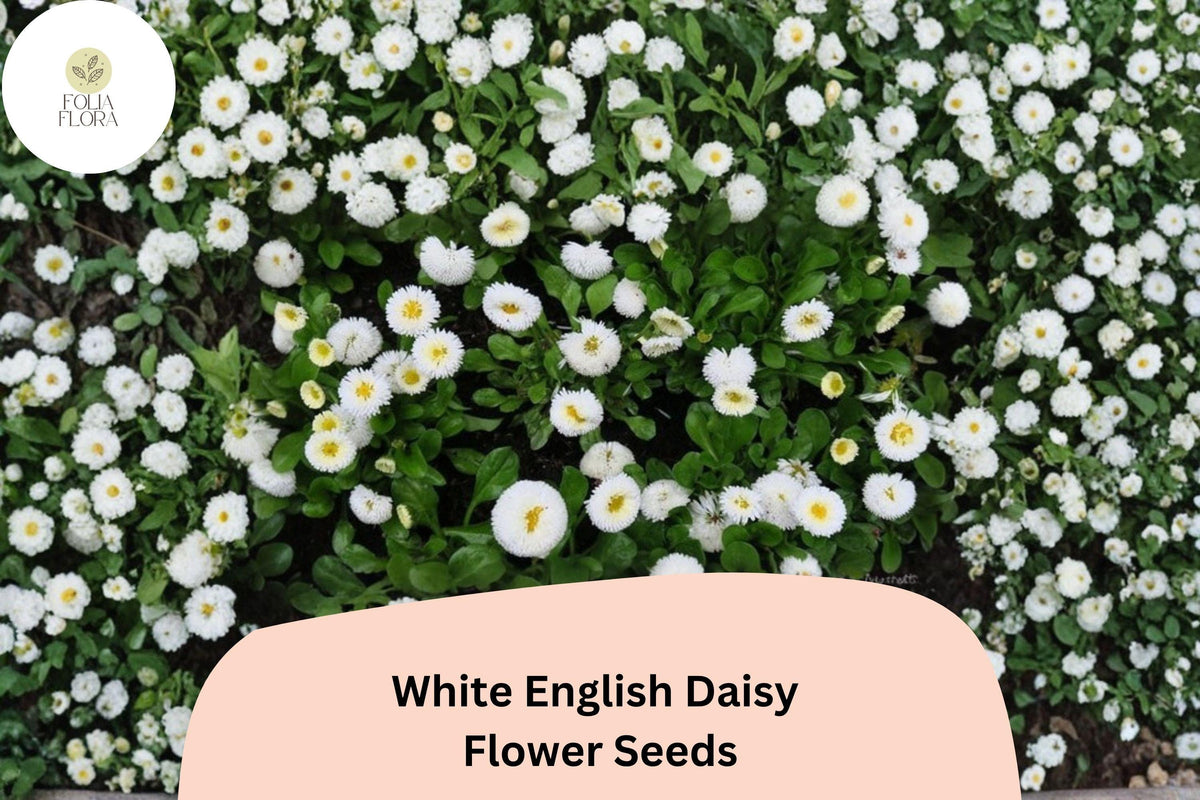 200 White English Daisy Seeds – Bellis perennis – Charming White Blooms – Easy-Grow Perennial