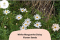 200 White Marguerite Daisy Seeds - Argyranthemum frutescens - Pollinator Friendly