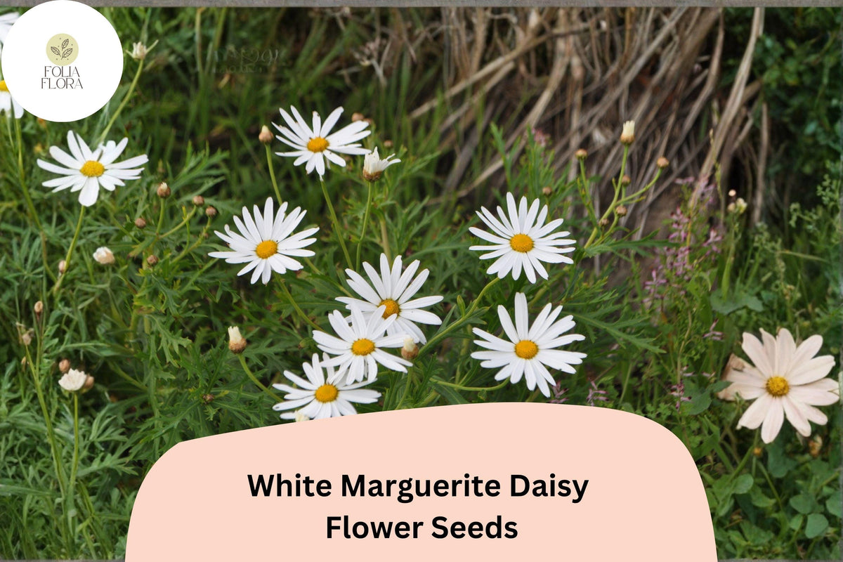200 White Marguerite Daisy Seeds - Argyranthemum frutescens - Pollinator Friendly