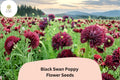 200 Black Swan Poppy Seeds – Deep Purple-Black Papaver Somniferum