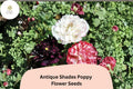 200 Antique Shades Poppy Seeds | Vintage Garden Papaver