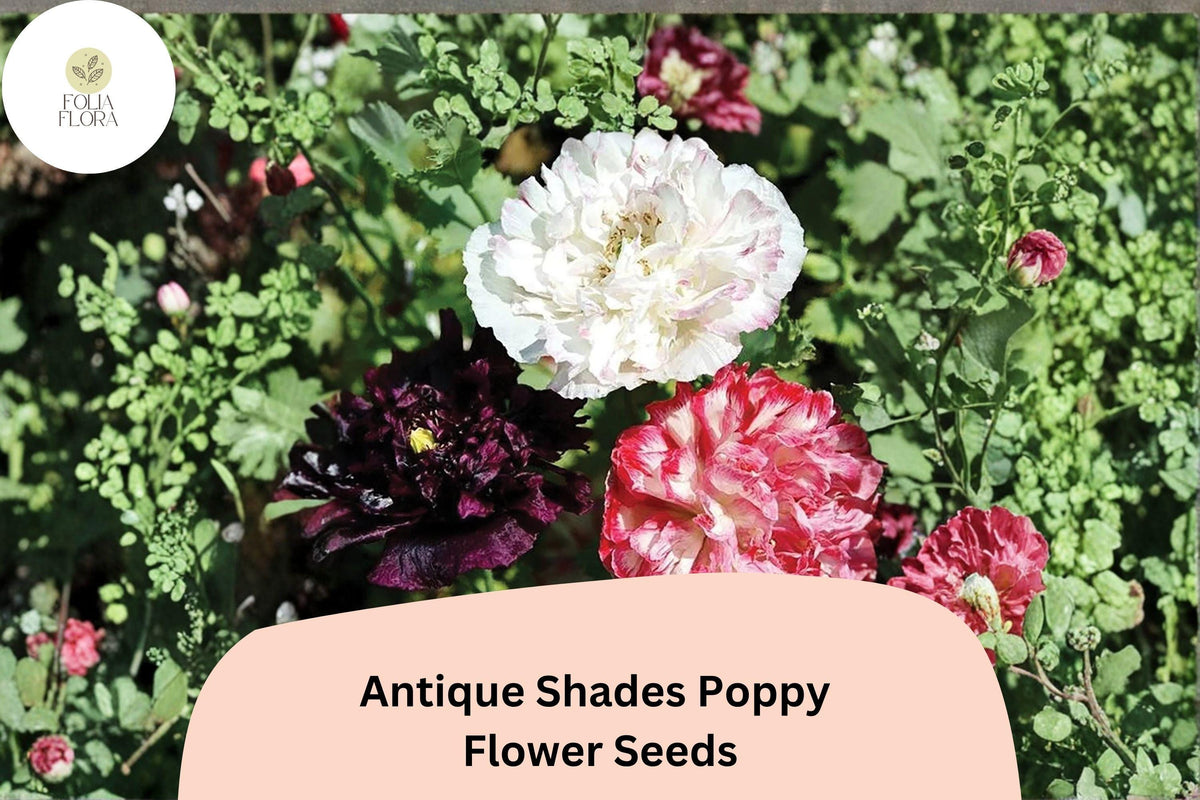 200 Antique Shades Poppy Seeds | Vintage Garden Papaver