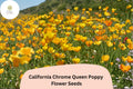 200 California Chrome Queen Poppy Seeds – Bright Yellow Eschscholzia californica Wildflower