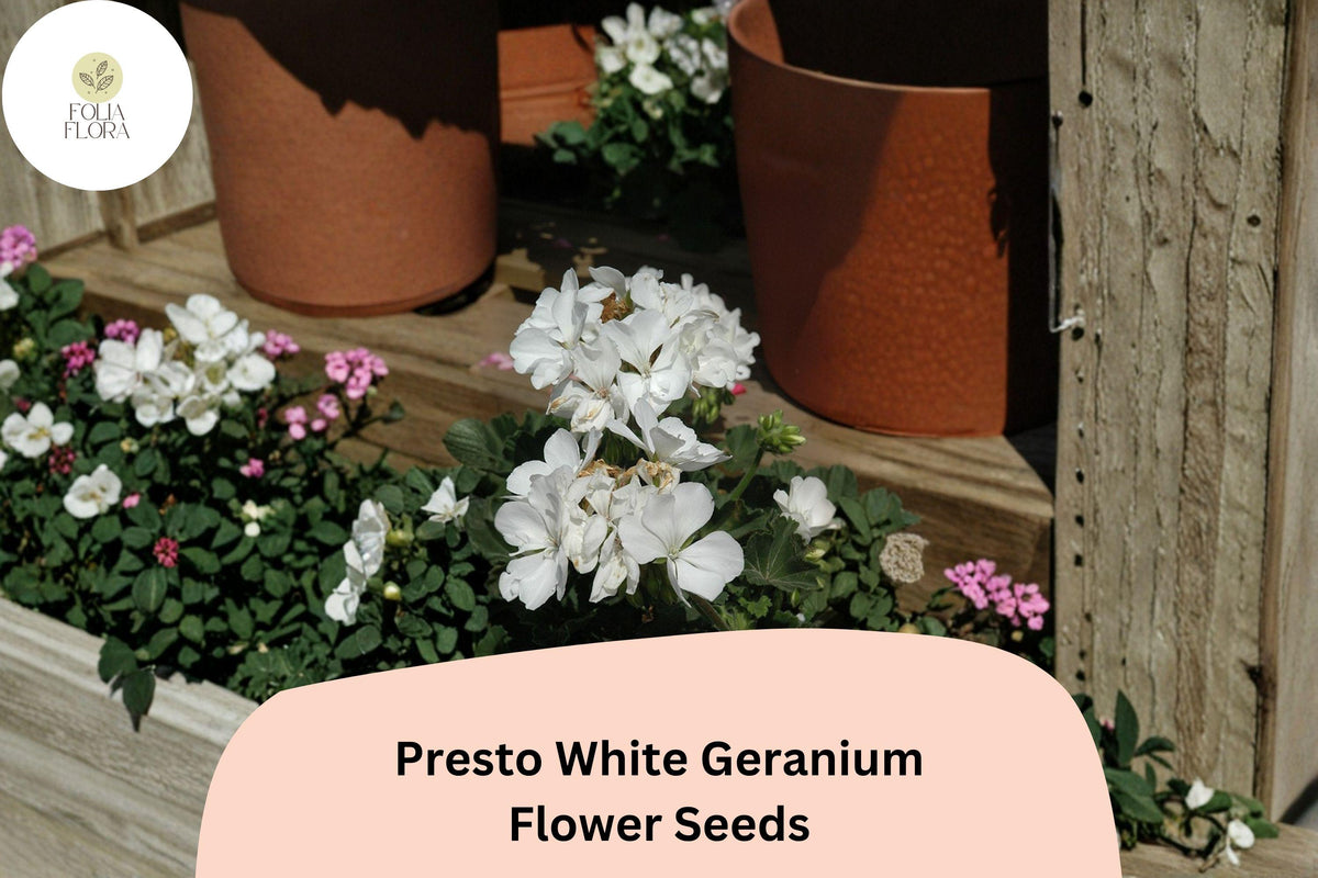 Presto White Geranium Seeds – Compact Zonal Variety (25 Seeds)