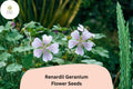 25 Renardii Geranium Seeds – Hardy Perennial for Rock Gardens