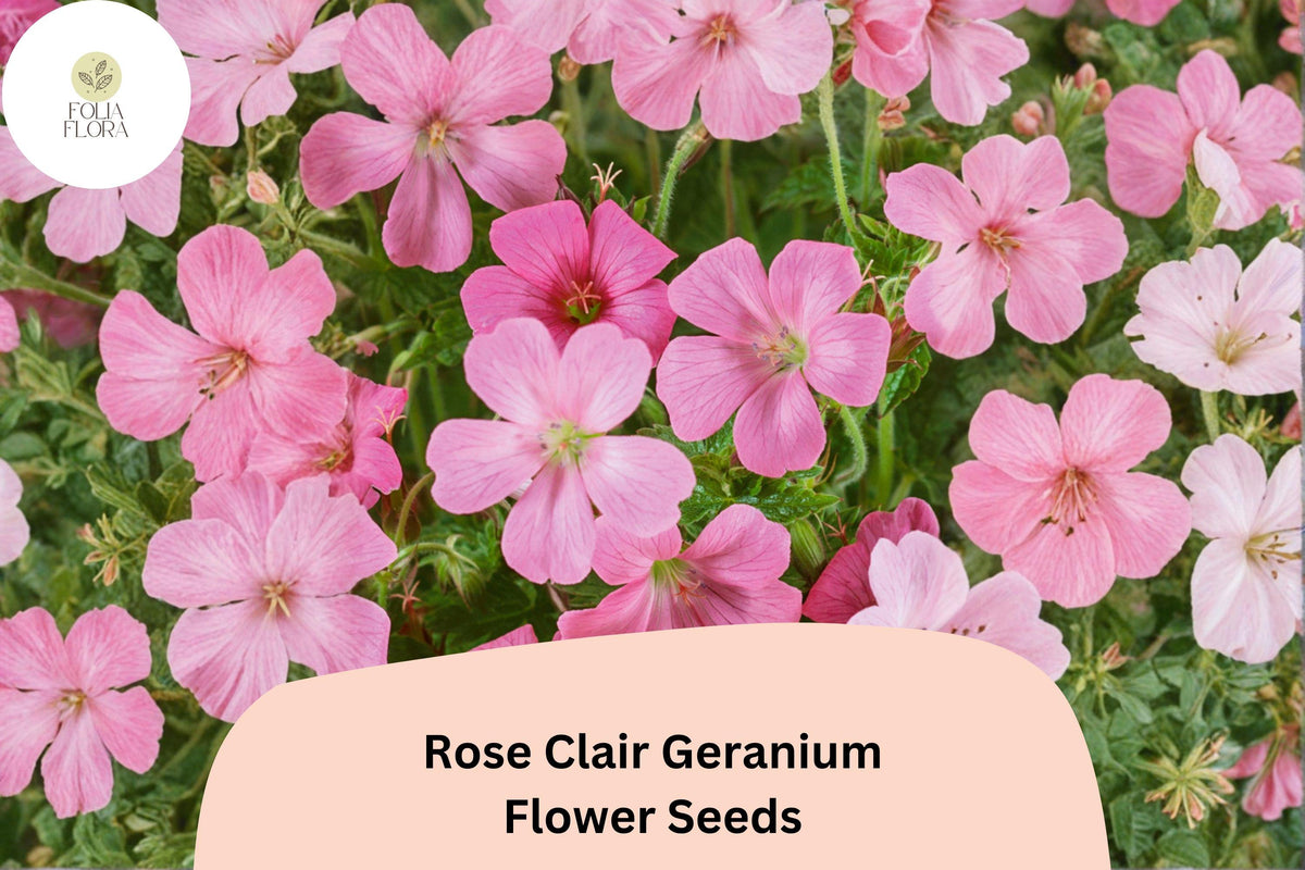 25 Rose Clair Geranium Seeds - Pink Cranesbill for Garden Borders