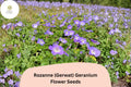 25 Rozanne Geranium Seeds – Purple Perennial Flower for Borders & Containers