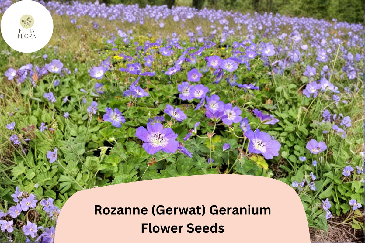 25 Rozanne Geranium Seeds – Purple Perennial Flower for Borders & Containers