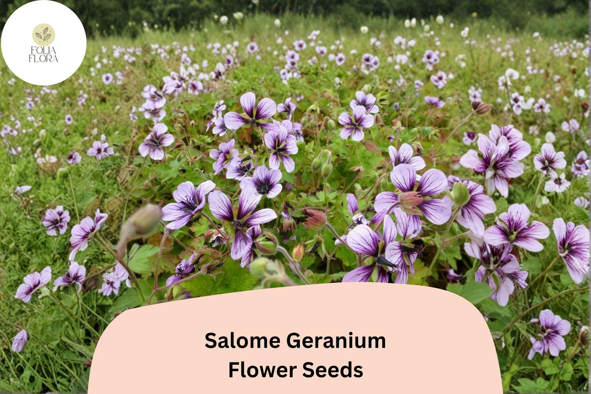 25 Salome Geranium Seeds | Hardy Perennial Cranesbill