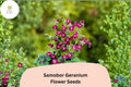 25 Samobor Geranium Seeds - Purple Cranesbill for Shade Gardens