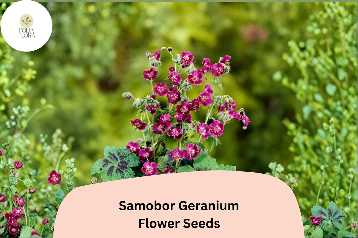 25 Samobor Geranium Seeds - Purple Cranesbill for Shade Gardens