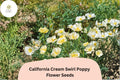 200 California Cream Swirl Poppy Seeds – White & Yellow Wildflower