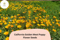 200 California Golden West Poppy Seeds – Easy Wildflower Garden